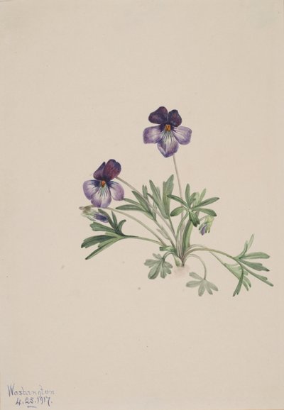 バーズフットバイオレット Viola pedata, 1917. 作： Mary Vaux Walcott