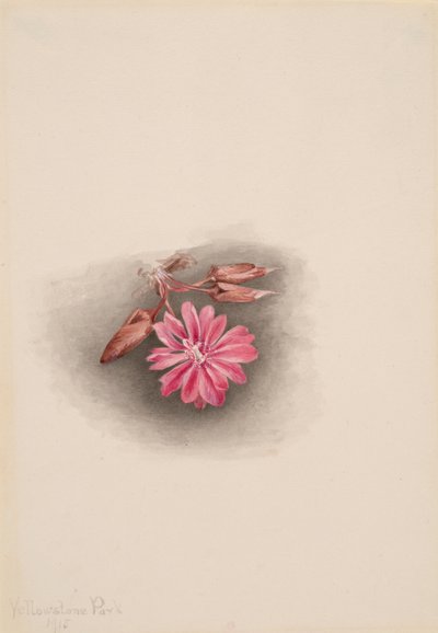 ビタールートLewisia redivivivia, 1915. 作： Mary Vaux Walcott