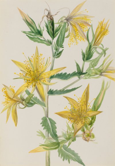 Blazing Star Mentzelia laevicaulis、1930年代頃。 作： Mary Vaux Walcott