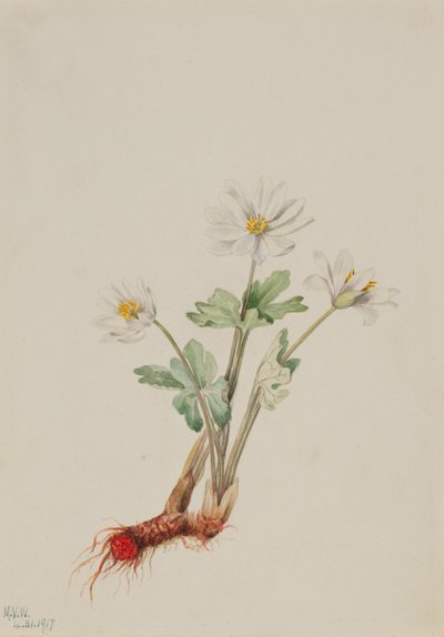 ブラッドルート 作： Mary Vaux Walcott