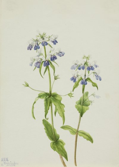 ブルーアイド・メアリー Collinsia verna, 1927. 作： Mary Vaux Walcott