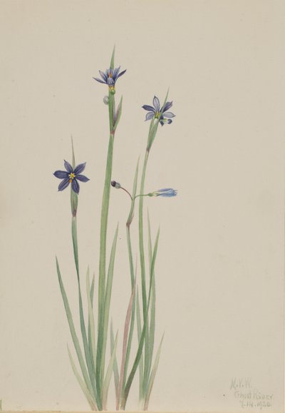 青目草 作： Mary Vaux Walcott