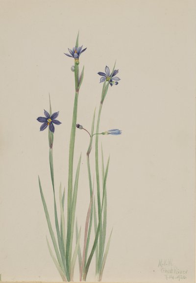 青い目の草 Sisyrinchium angustifolium, 1920. 作： Mary Vaux Walcott