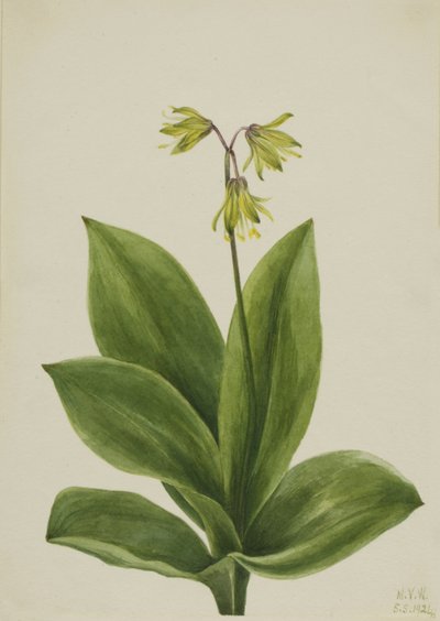 Blue Bead Clintonia borealis, 1924. 作： Mary Vaux Walcott