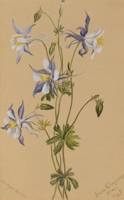 ブルーコロンバイン Aquilegia caerulea, 1922. 作： Mary Vaux Walcott