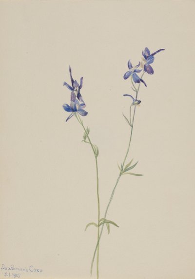 ブルー・ラルクスパー (Delphinium nuttallianum) 作： Mary Vaux Walcott