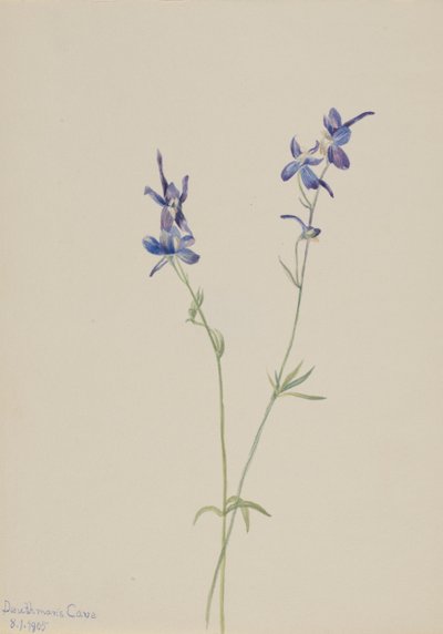 ブルーラークスパー Delphinium nuttallianum, 1905. 作： Mary Vaux Walcott