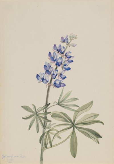 ブルー・ルピナス Lupinus argenteus, 1915. 作： Mary Vaux Walcott