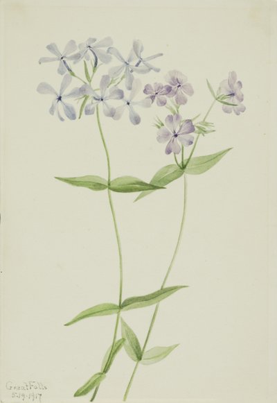ブルー・フロックス（Phlox divaricata） 作： Mary Vaux Walcott