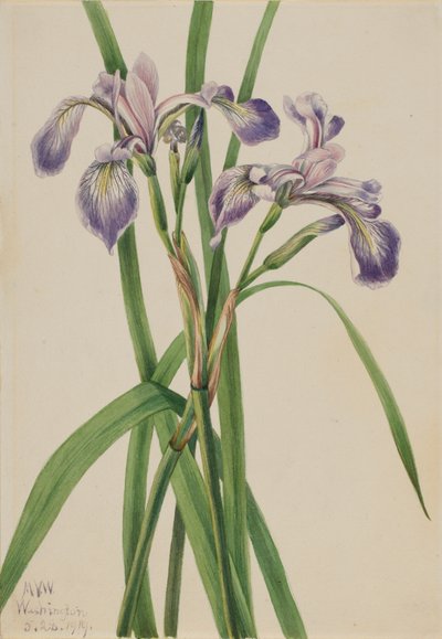Blueflag Iris Iris versicolor, 1919. 作： Mary Vaux Walcott