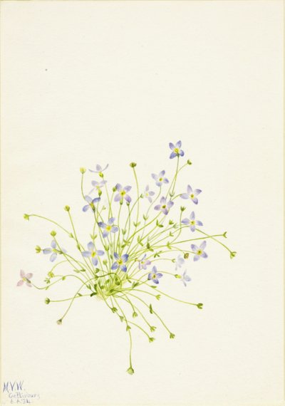 ブルーレット（Houstonia serpyllifolia） 作： Mary Vaux Walcott
