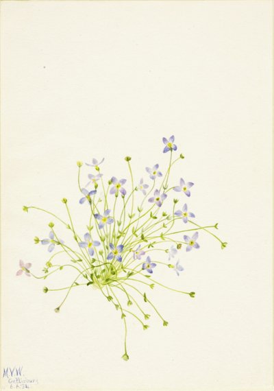 Bluets Houstonia serpyllifolia、1934年。 作： Mary Vaux Walcott