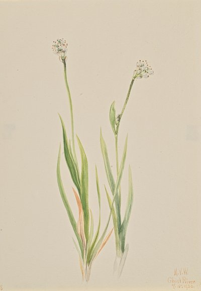 Bog-Asphodel Tofieldia intermedia, 1920. 作： Mary Vaux Walcott
