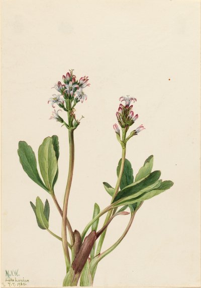 Bogbean Menyanthes trifoliata、1925年。 作： Mary Vaux Walcott