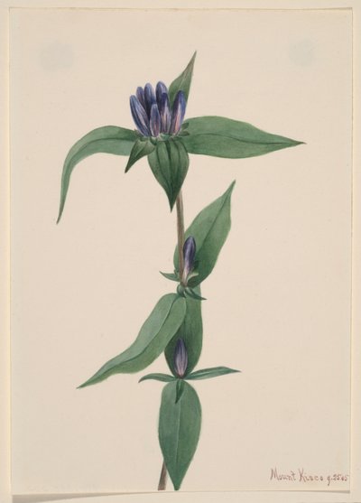 リンドウのボトル ゲンチアナ サポナリア、1905年。 作： Mary Vaux Walcott