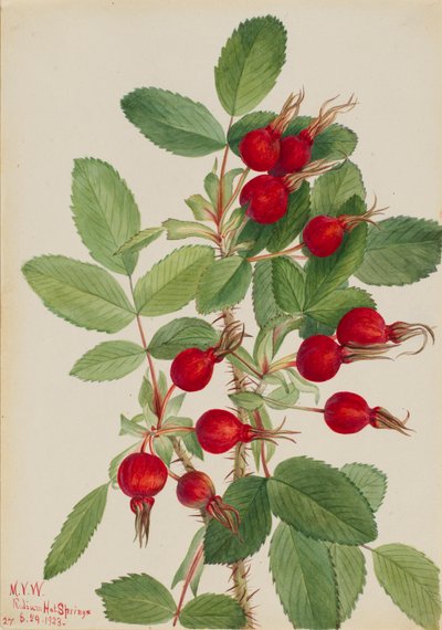 Bourgeau Rose Rosa bourgeauiana, 1923. 作： Mary Vaux Walcott