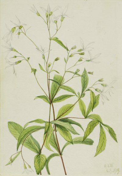 Bowmansroot Porteranthus trifoliatus, 1919. 作： Mary Vaux Walcott