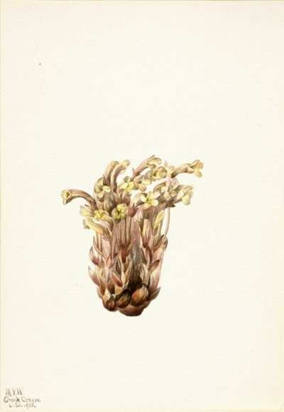 broomrape Orobanche fasciculata, 1933. 作： Mary Vaux Walcott