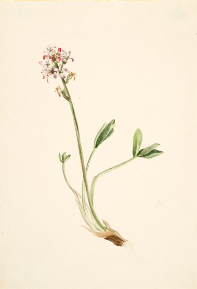 バックビーン Menyanthes trifoliata, ca. 1900-1920. 作： Mary Vaux Walcott
