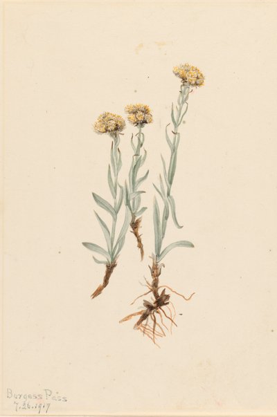 Buff Pussytoes アンテナリア ルズロイデス、1917 年。 作： Mary Vaux Walcott