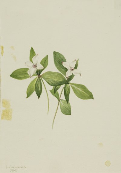 Bunchberry Cornus canadensis, 1902. 作： Mary Vaux Walcott