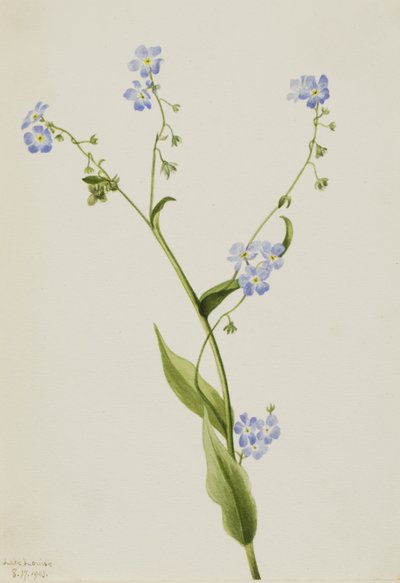 Bur-forget-me-not Lappula diffusa、1903年。 作： Mary Vaux Walcott
