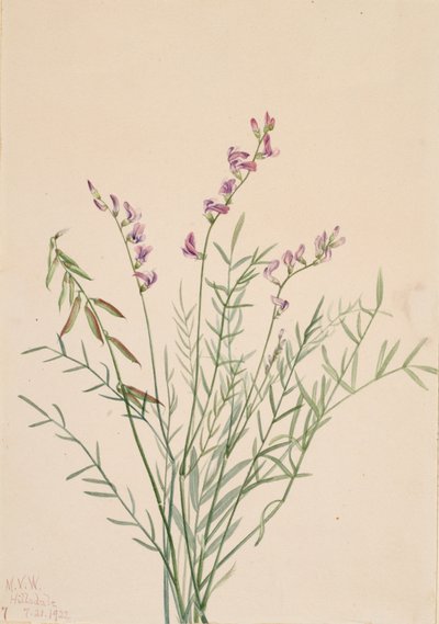 バージェスミルクベッチ Astragalus bourgovii, 1922. 作： Mary Vaux Walcott