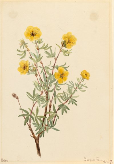Bush Cinquefoil Potentilla fruticosa, 1917. 作： Mary Vaux Walcott