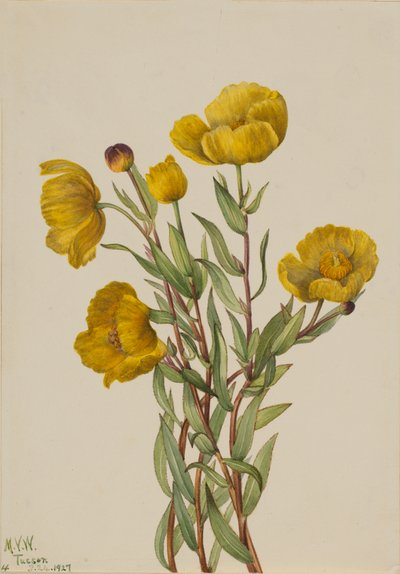 ブッシュポピー Dendromecon rigidum, 1927. 作： Mary Vaux Walcott