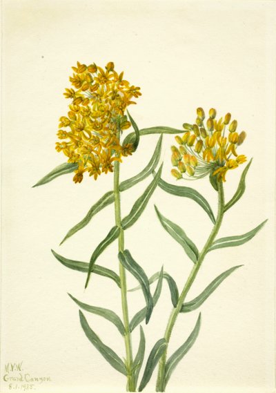 バタフライウィード Ascelpias tuberosa, 1935. 作： Mary Vaux Walcott