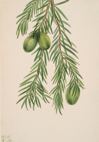 カリフォルニア・ナツメグ Tumion californicum, 1929. 作： Mary Vaux Walcott