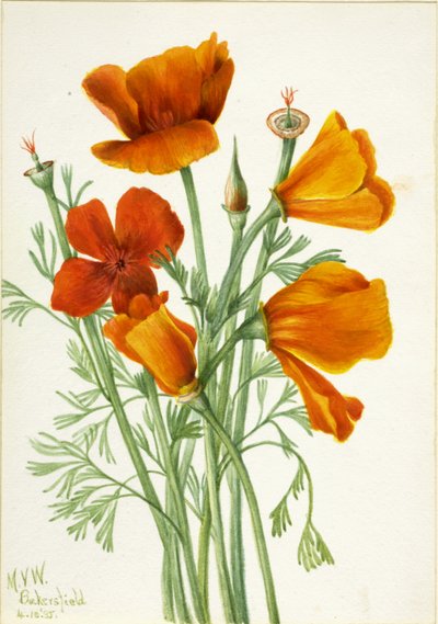 カリフォルニアポピー Eschscholtzia californica, 1935. 作： Mary Vaux Walcott