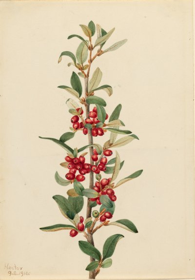 カナダバッファローベリー（Lepargyrea canadensis） 作： メアリーヴォーウォルコット