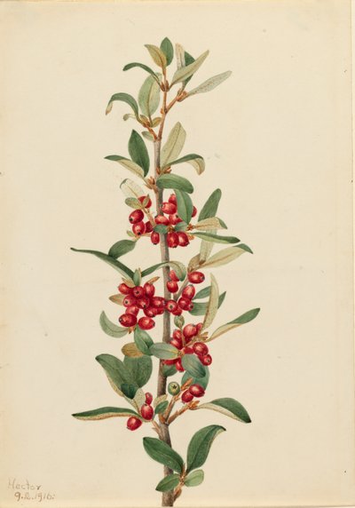 カナダバファローベリー Lepargyrea canadensis, 1916. 作： Mary Vaux Walcott