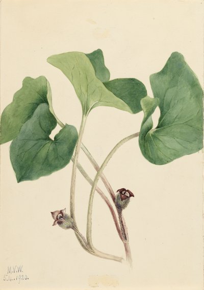 カナダワイルドジンジャー Asarum canadense, 1920. 作： Mary Vaux Walcott