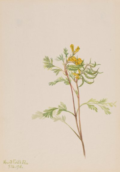 Capnoides aureum, 1918. 作： Mary Vaux Walcott