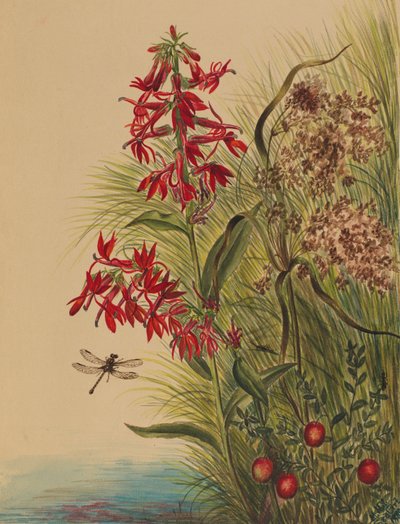 カーディナル・フラワー（Lobelia cardinalis） 作： Mary Vaux Walcott