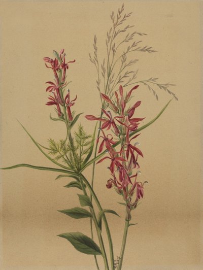 カーディナル・フラワー（Lobelia cardinalis） 作： Mary Vaux Walcott