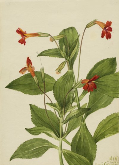 Cardinal Monkey Flower Mimulus cardinalis, 1927. 作： Mary Vaux Walcott