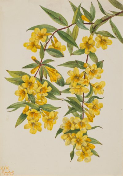 Carolina Jessamine Gelsemium sempervirens, 1926. 作： Mary Vaux Walcott