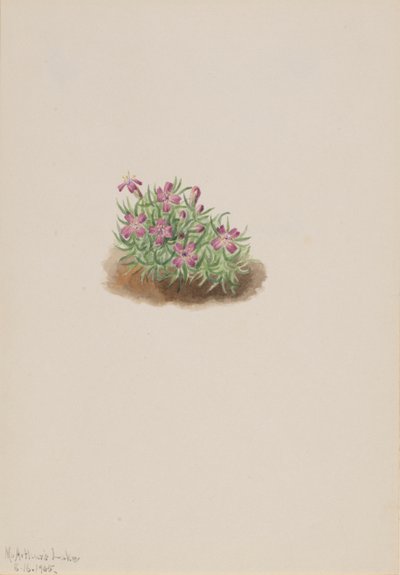 カーペット ピンク Silene acaulis、1905 年。 作： Mary Vaux Walcott