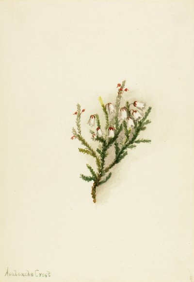 カシオペ Cassiope mertensiana, ca. 1900-1905. 作： Mary Vaux Walcott