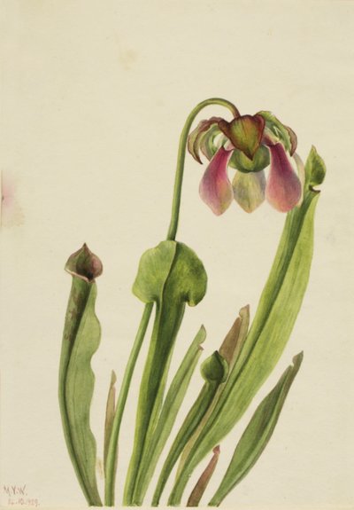 Catesby Pitcherplant Sarracenia catesaei、1929年。 作： Mary Vaux Walcott