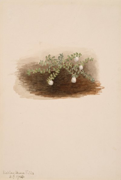 Chiogenes hispidula, 1904. 作： Mary Vaux Walcott