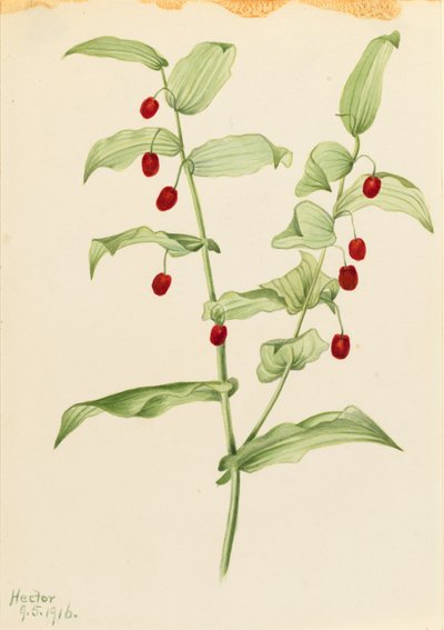 クラスピング・ツイスト・ストーク（Streptopus amplexifolius） 作： Mary Vaux Walcott