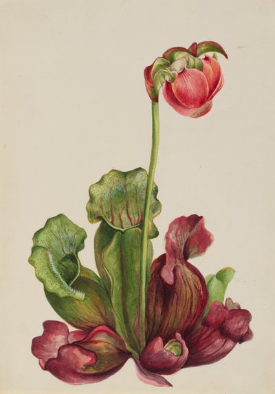 コモンピッチャープラント Sarracenia purpurea venosa, 1931. 作： Mary Vaux Walcott