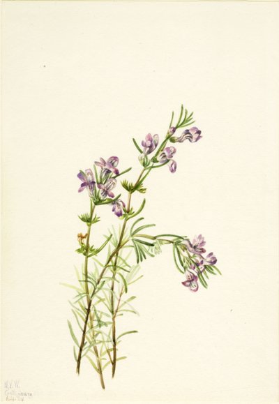 Conradina verticillata、1934年。 作： Mary Vaux Walcott