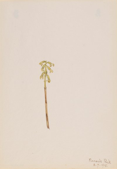 Corathorhiza corallorhiza, 1918年。 作： Mary Vaux Walcott