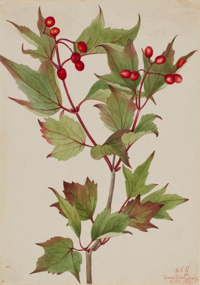 Cranberrybush Viburnum pauciflorum, 1923. 作： Mary Vaux Walcott