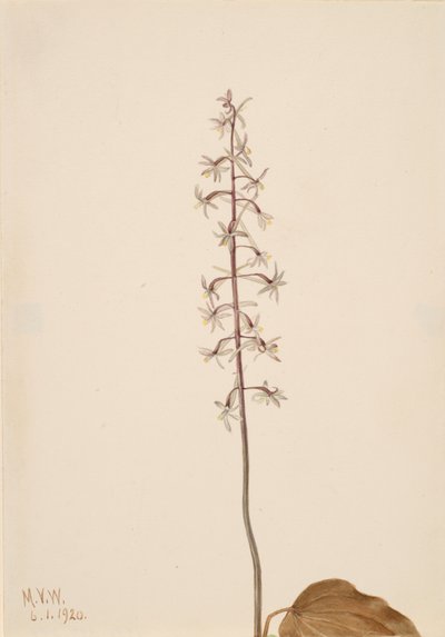 クレーンフライ・オーキス Tipularia uniflora, 1920. 作： Mary Vaux Walcott